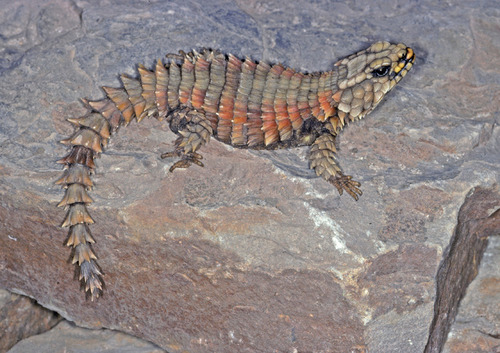 Armadillo Lizard — 8