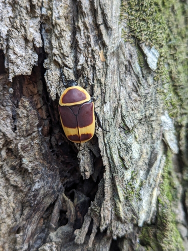 Sun Beetle — 2