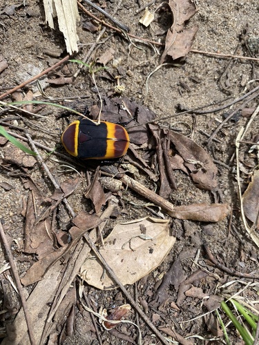 Sun Beetle — 4