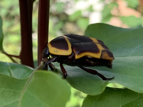 Sun Beetle — 7