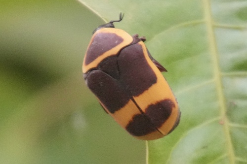 Sun Beetle — 8
