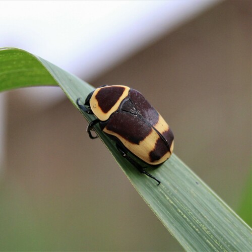 Sun Beetle — 10