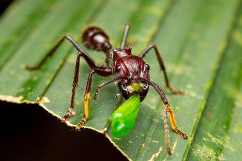 Bullet Ant — 1