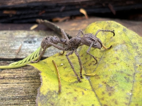 Bullet Ant — 2
