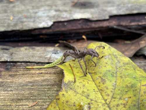 Bullet Ant — 3
