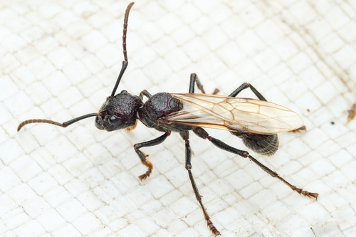 Bullet Ant — 5