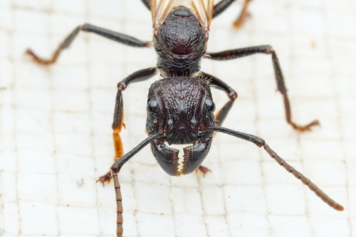 Bullet Ant — 7
