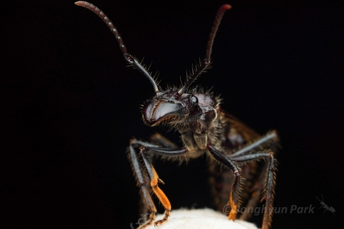 Bullet Ant — 9