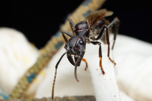 Bullet Ant — 10