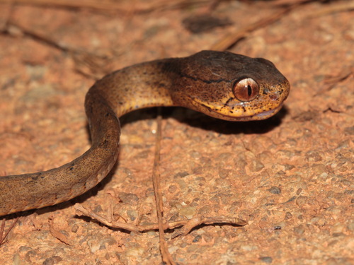 Keeled Slug Snake — 3