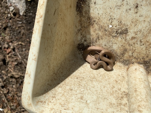 Keeled Slug Snake — 6