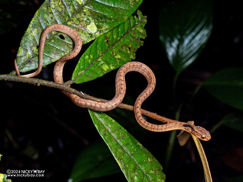 Keeled Slug Snake — 9