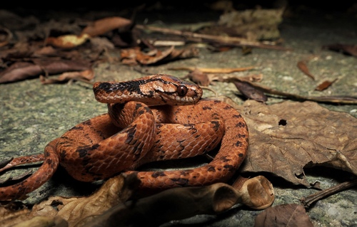 Iwasaki's Snail-eater — 1
