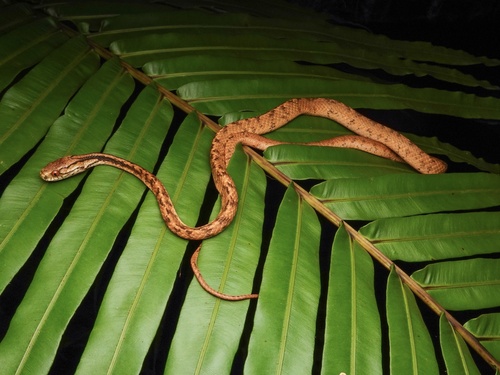Iwasaki's Snail-eater — 2
