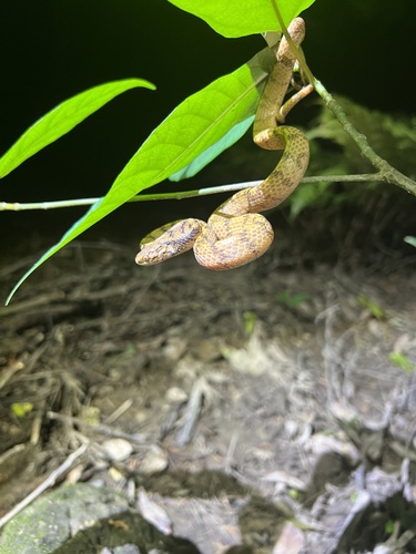 Iwasaki's Snail-eater — 3