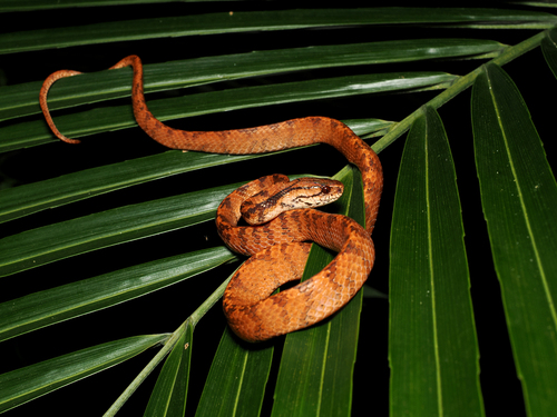 Iwasaki's Snail-eater — 5