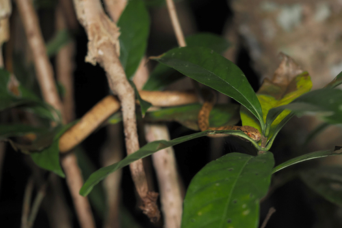 Iwasaki's Snail-eater — 6