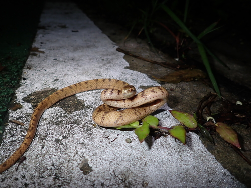 Iwasaki's Snail-eater — 7