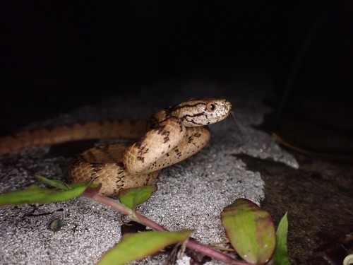 Iwasaki's Snail-eater — 8