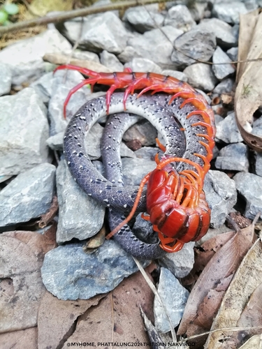 White-spotted Slug Snake — 2