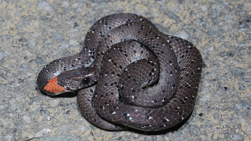 White-spotted Slug Snake — 3