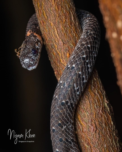 White-spotted Slug Snake — 4