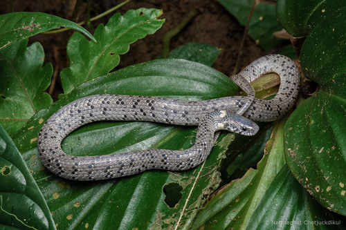 White-spotted Slug Snake — 5