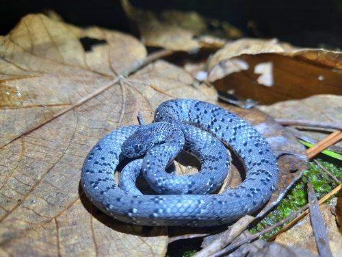 White-spotted Slug Snake — 6
