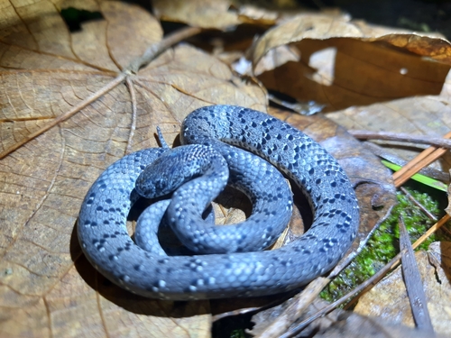 White-spotted Slug Snake — 7