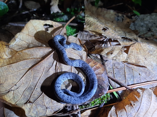 White-spotted Slug Snake — 8