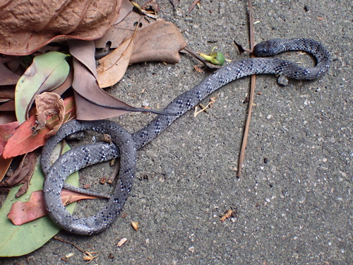 White-spotted Slug Snake — 9