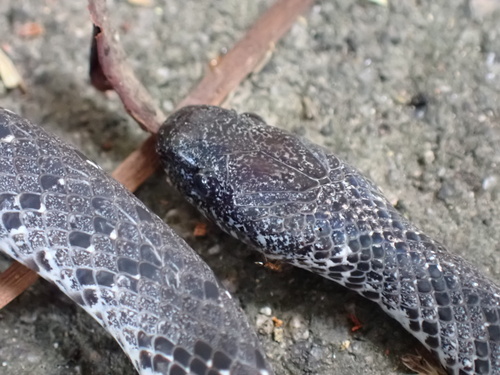 White-spotted Slug Snake — 10