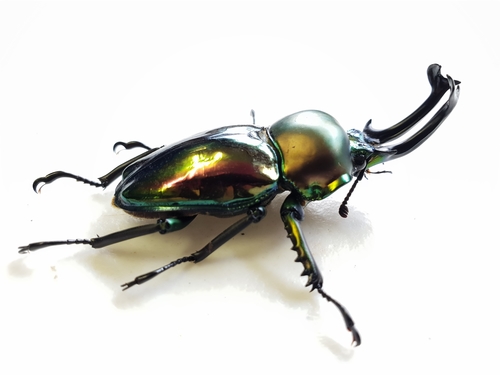 Rainbow Stag Beetle — 4