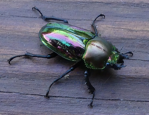 Rainbow Stag Beetle — 5
