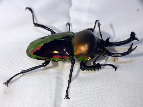 Rainbow Stag Beetle — 9