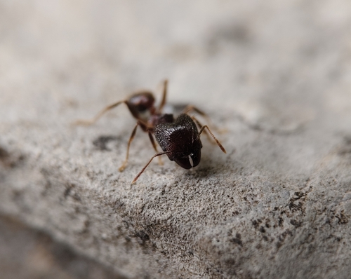 Pheidole nodus — 4