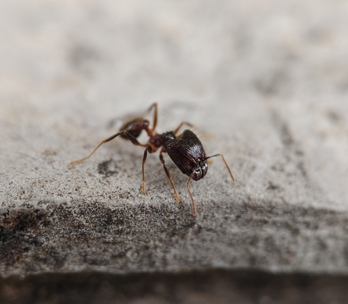 Pheidole nodus — 5