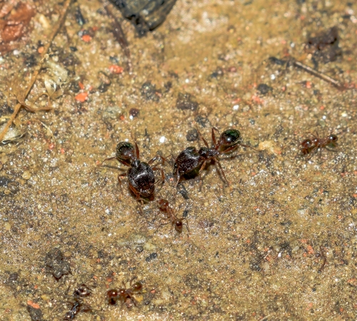 Pheidole nodus — 6