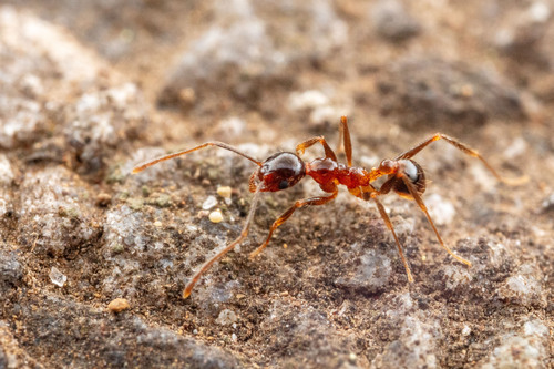 Pheidole nodus — 7