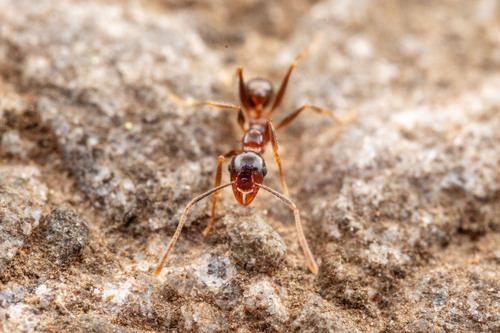 Pheidole nodus — 8