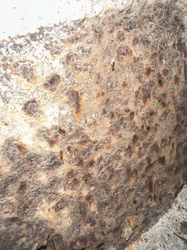 Pheidole nodus — 9