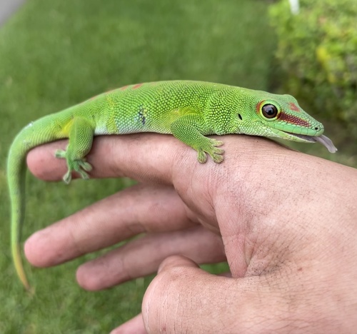 Madagascar Giant Day Gecko — 3