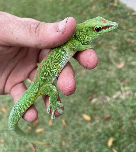 Madagascar Giant Day Gecko — 4