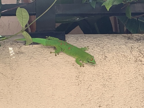 Madagascar Giant Day Gecko — 5