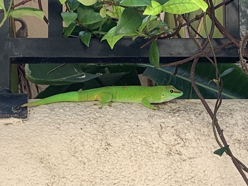 Madagascar Giant Day Gecko — 6