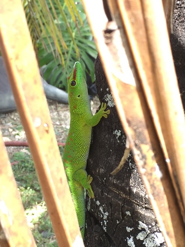 Madagascar Giant Day Gecko — 7