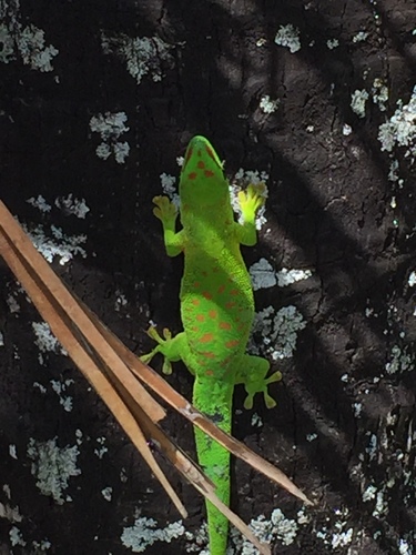 Madagascar Giant Day Gecko — 8