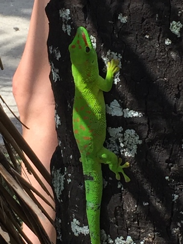 Madagascar Giant Day Gecko — 9