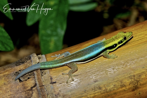 Neon Day Gecko — 1