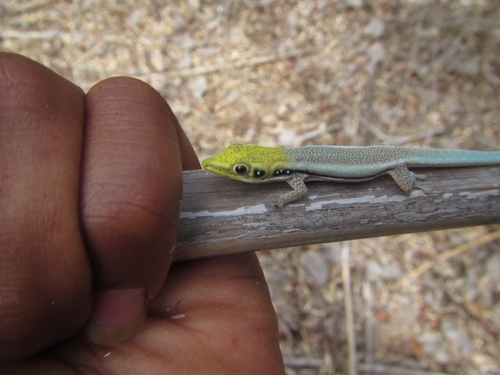 Neon Day Gecko — 5